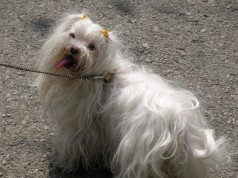 Fotos de perros